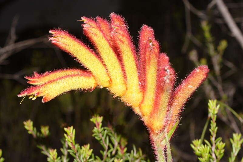 Image de Anigozanthos humilis Lindl.