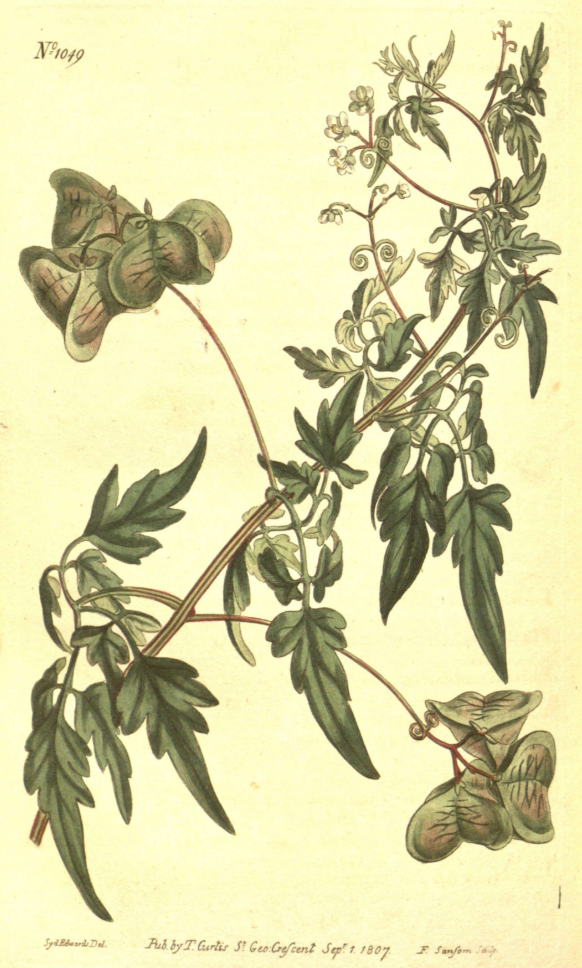 Image of Sapindaceae