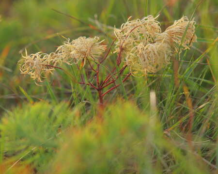 Image of Cypress Spurge