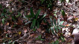 Image of Prayer Plant