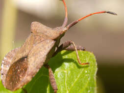 Image of Coreus