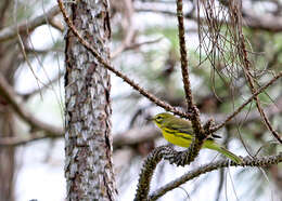 Image of Prairie Warbler