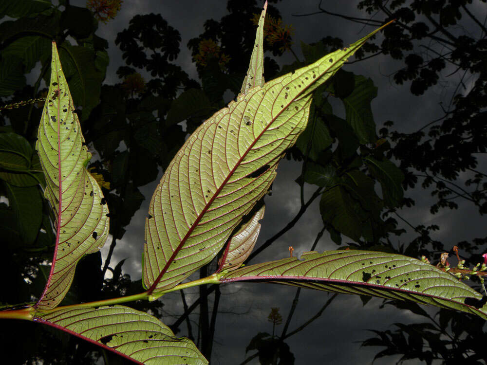 Image of Gonzalagunia brenesii Standl.