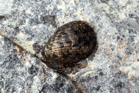 Image of blotched nerite