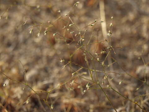 Image of narrowleaf oxytheca