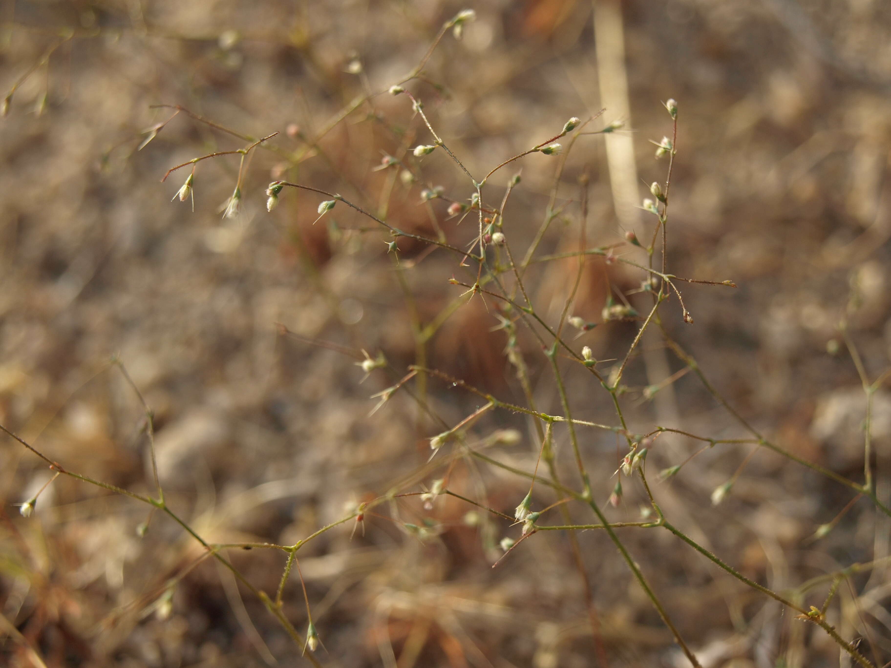 Image of Oxytheca dendroidea subsp. dendroidea