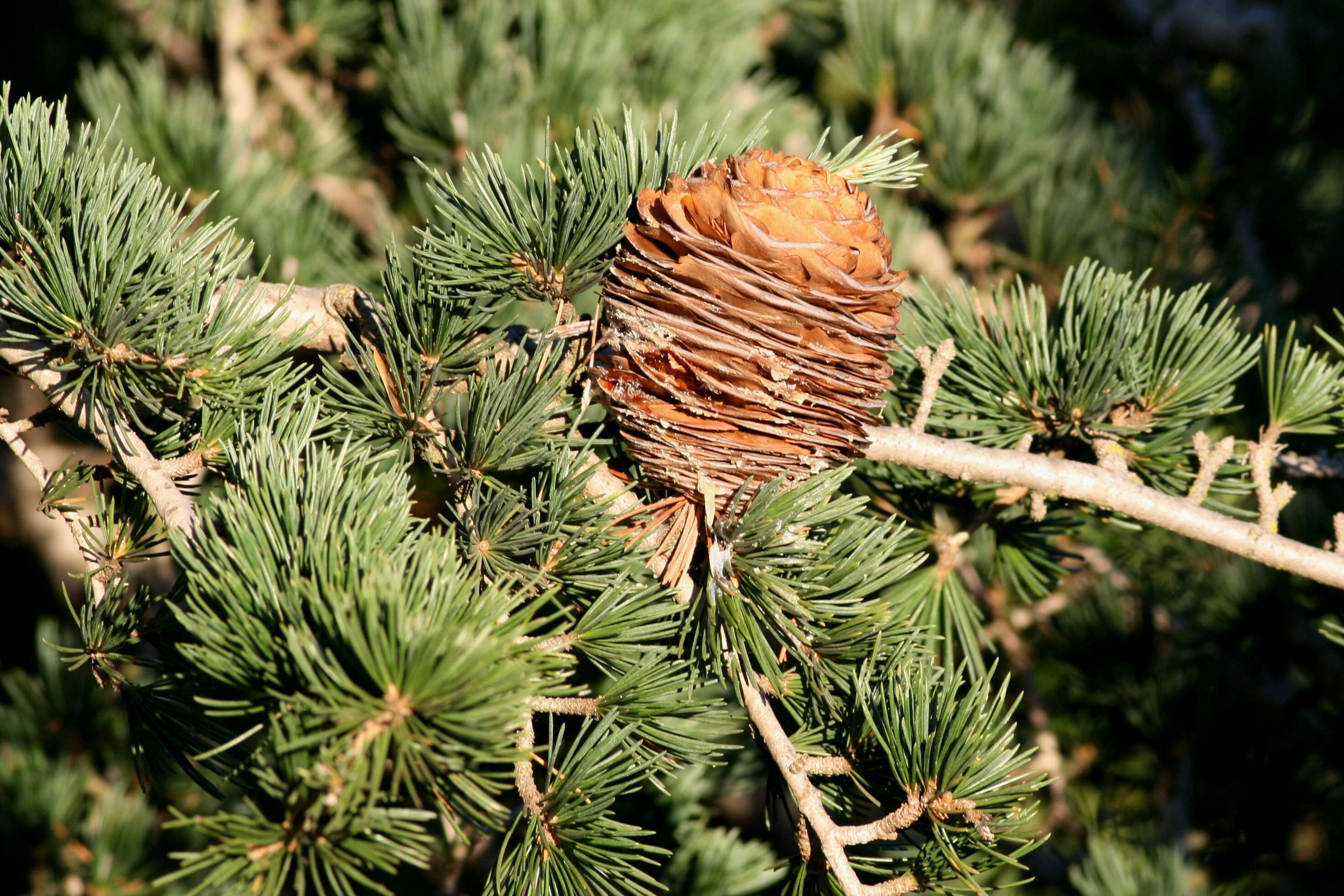 Image of Cedar