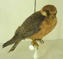 Image of Red-footed Falcon