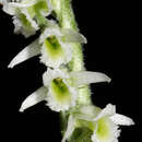 Image of Autumn Lady's Tresses Spiranthes