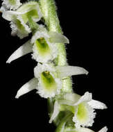 Image of Ladies'-tresses