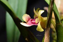 Image of Dendrobium bancanum J. J. Sm.