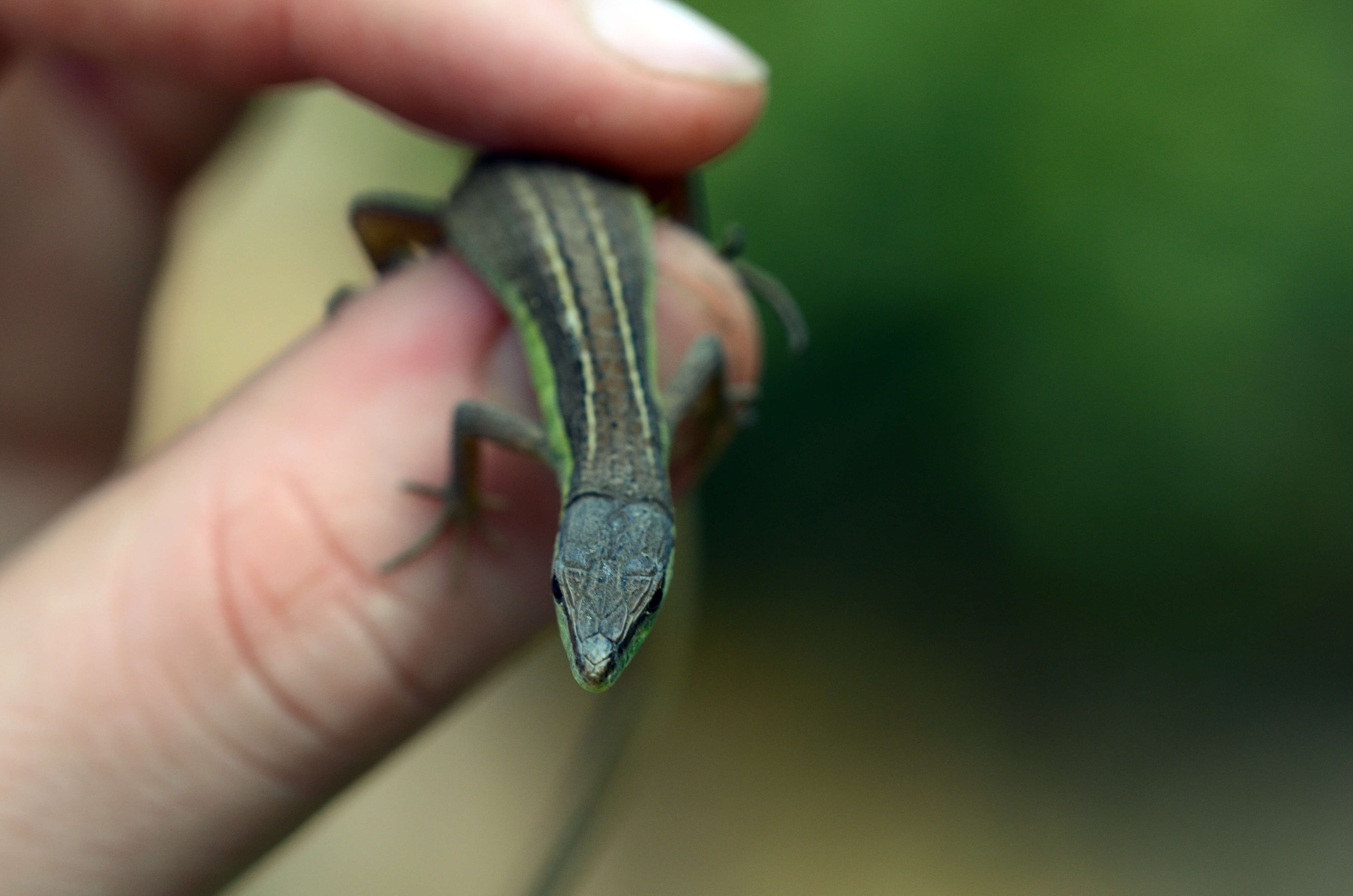 Image of Grass lizards