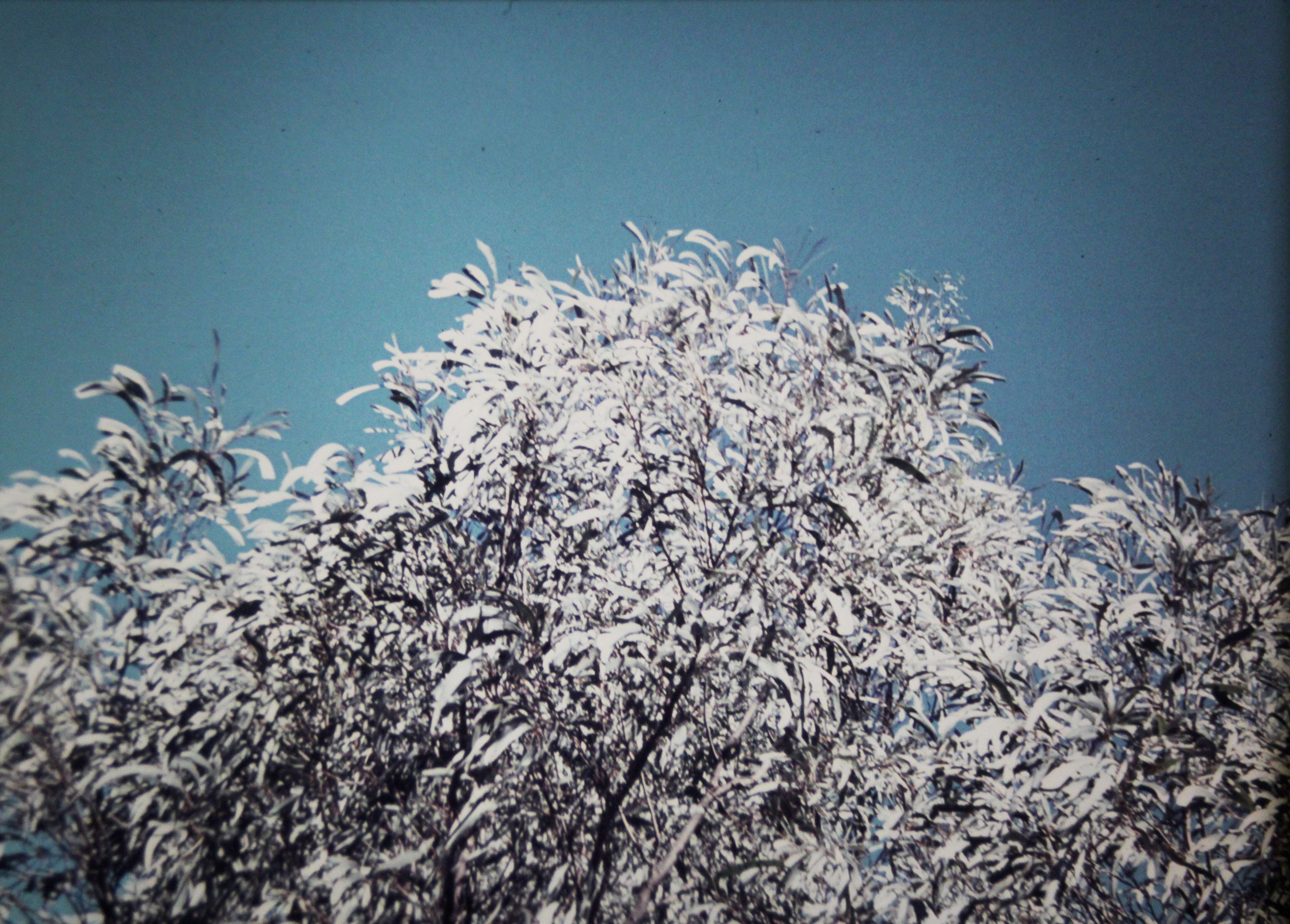 Image of Acacia harpophylla F. Muell. ex Benth.