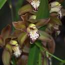 Слика од Cymbidium schroederi Rolfe