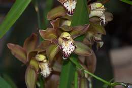 Cymbidium schroederi Rolfe的圖片