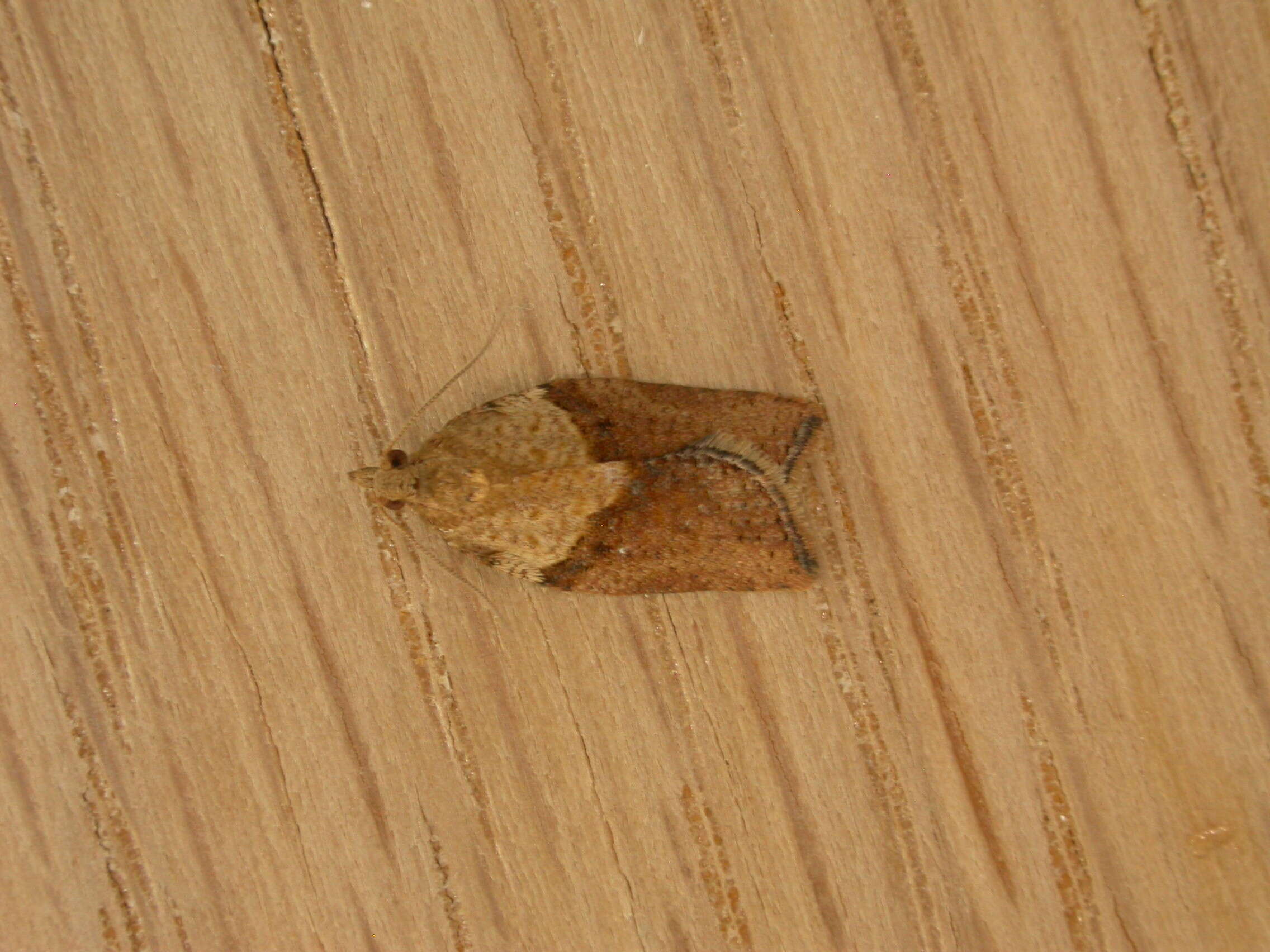 Image of Light brown apple moth