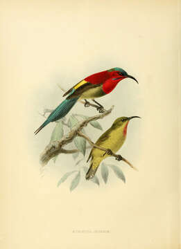 Image of Crimson Sunbird