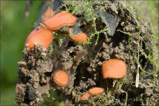 صورة Scutellinia kerguelensis (Berk.) Kuntze 1891