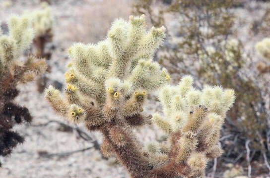 Image of Chollas