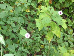 Image of Ipomoea