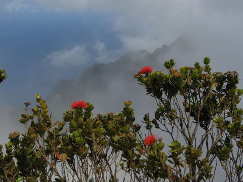 Image of lehua