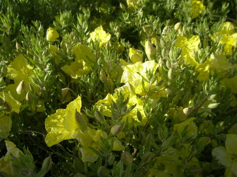 Oenothera hartwegii subsp. hartwegii resmi