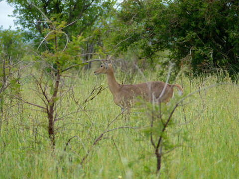 Image of Southern Reedbuck