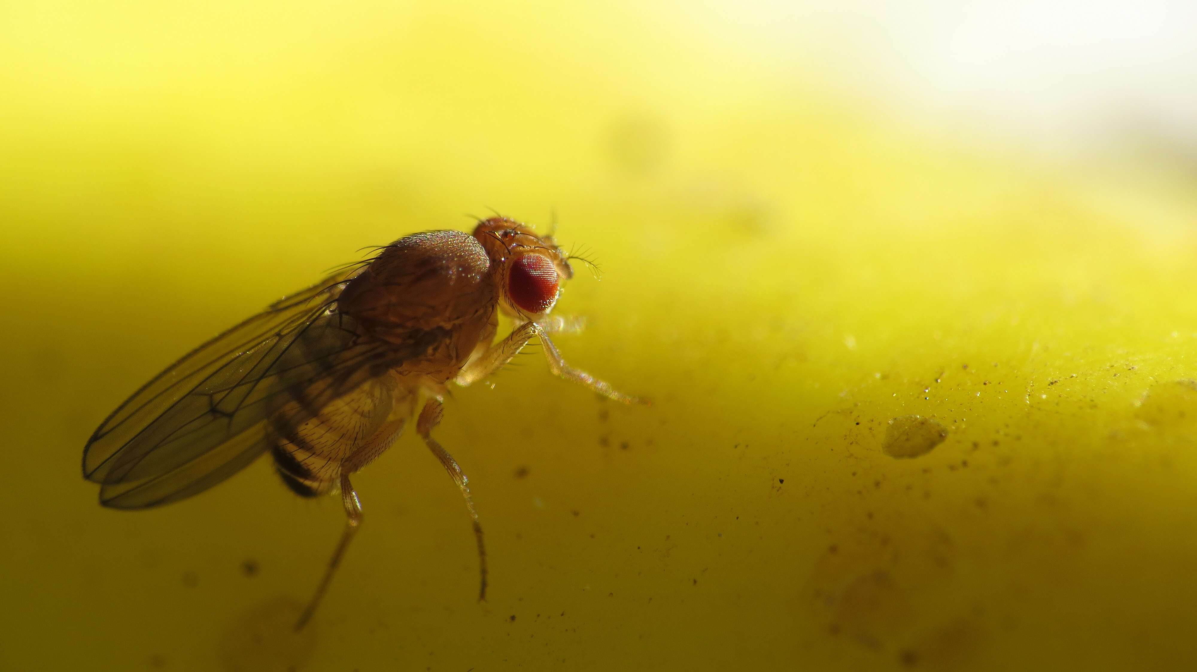 Imagem de Drosophila