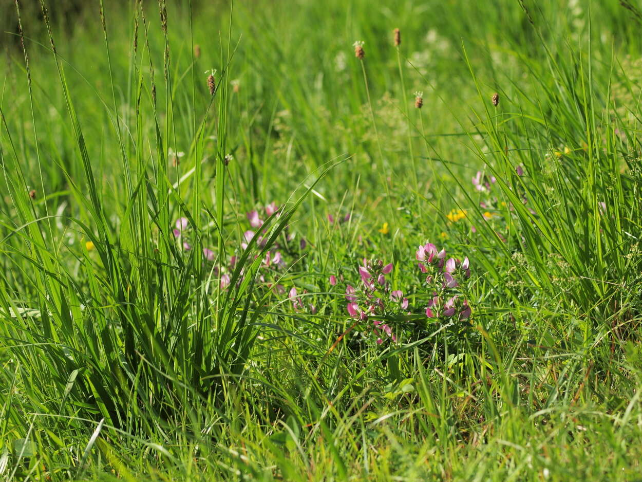 Molinia resmi