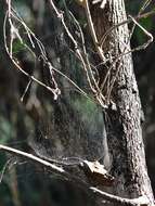 Image of Double-tailed Tent Spider