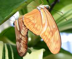 Image of Heliconidae