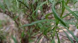 Image of Xerochrysum viscosum