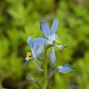 Image de Heteranthera mexicana S. Watson