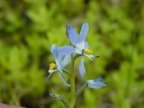 Image de Heteranthera mexicana S. Watson