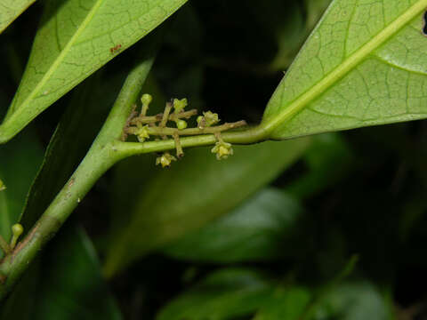 Image of Hyperbaena leptobotryosa (Donn. Smith) Standl.