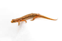 Image of Pygmy Salamander