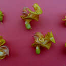 Image of <i>Cochliasanthus caracalla</i>