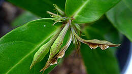 Herpetacanthus resmi