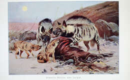 Image of Hyaena Brisson 1762