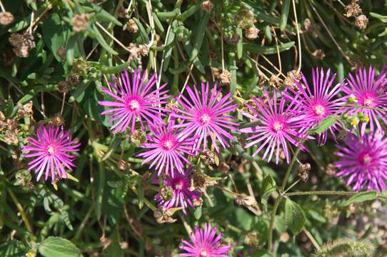 Image of Delosperma cooperi (Hook. fil.) L. Bol.