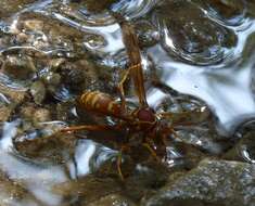 Image of Polistes bellicosus Cresson 1872