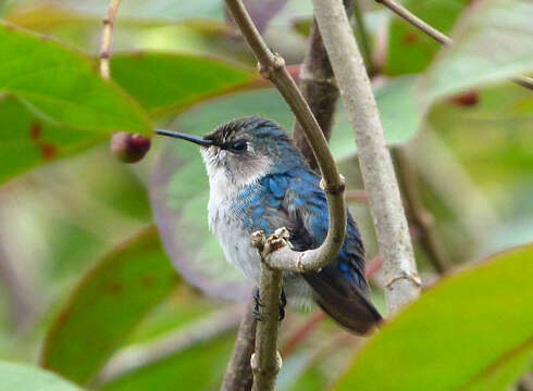 Image of Bee Hummingbird