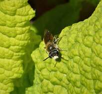 Sivun Vyömaamehiläinen kuva