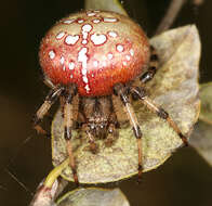 Image of Araneus