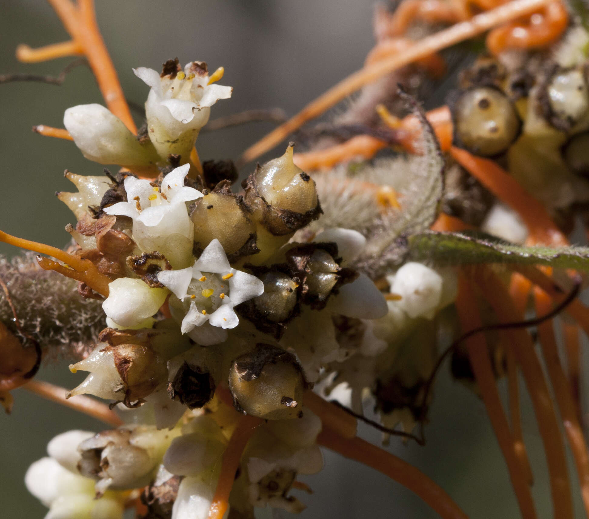 Image of Cuscuta jalapensis Schltdl.