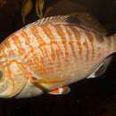 Image of Barred surfperch