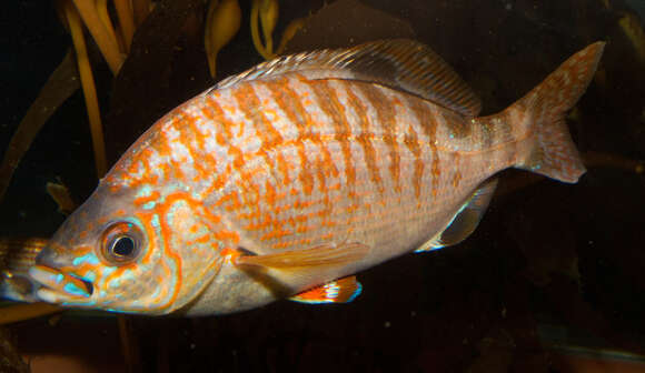 Image of Barred surfperch