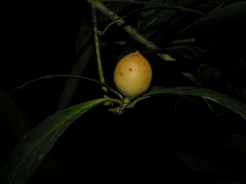 Image of Randia grandifolia (Donn. Sm.) Standl.