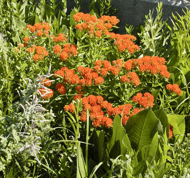 Image of milkweed