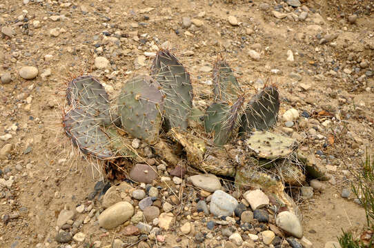 Image of Brownspine Pricklypear